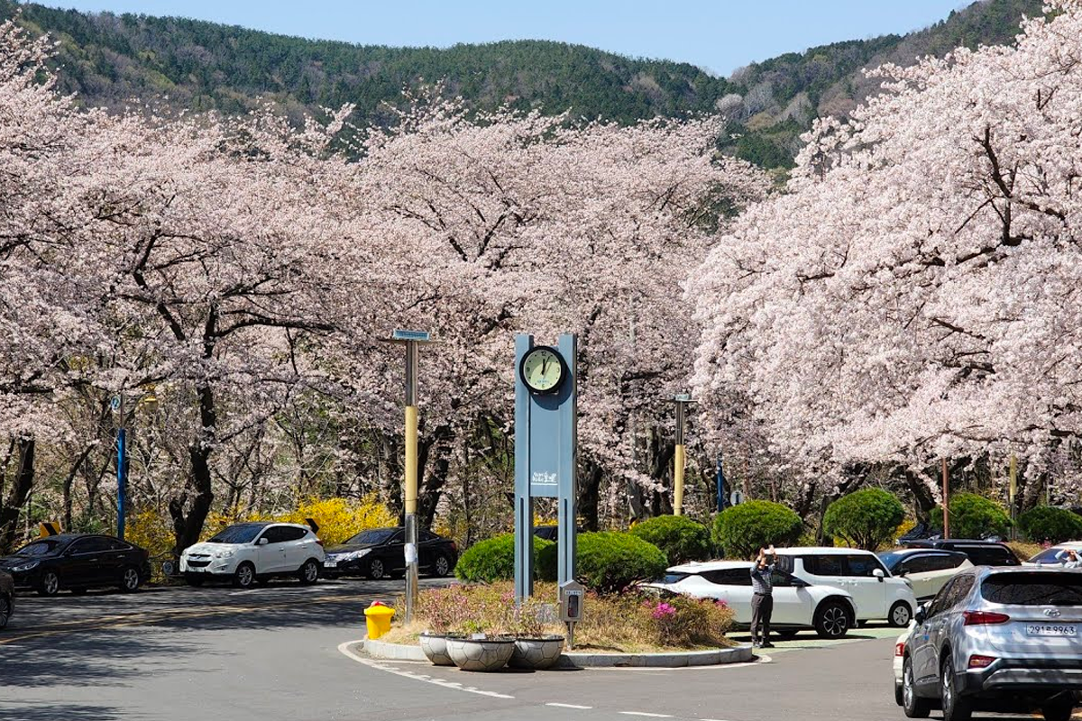 2025 釜山 鎮海軍港節 交通資訊 鎮海軍港賞花時間 櫻花 鎮海櫻花