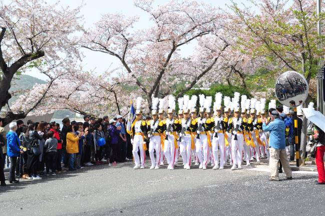 2025 釜山 鎮海軍港節 交通資訊 鎮海軍港賞花時間 櫻花 鎮海櫻花