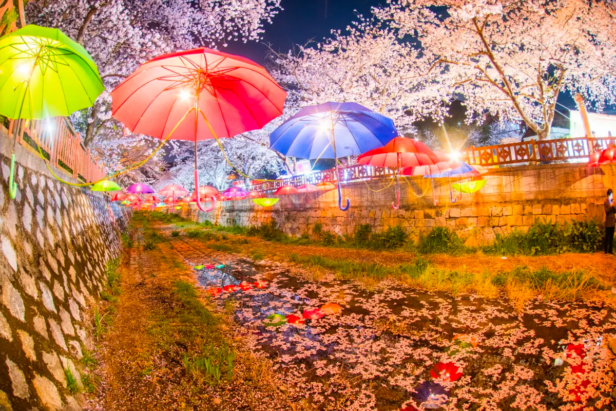 2025 釜山 鎮海軍港節 交通資訊 鎮海軍港賞花時間 櫻花 鎮海櫻花