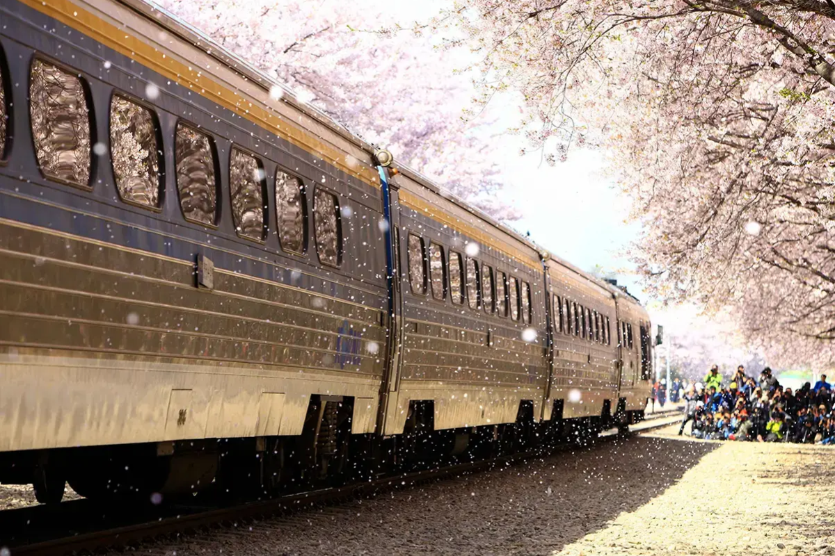 2025韓國櫻花 櫻花 韓國賞櫻 鎮海軍港節 鎮海櫻花 櫻花景點 賞櫻景點 2025鎮海軍港節日期 地點 韓國春天旅行 賞櫻一日遊