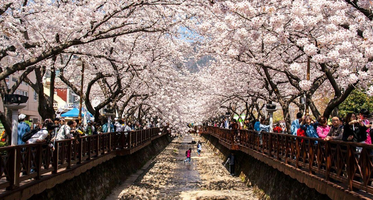 '20 Festival de los Cerezos en Flor de Jinhae Gunhangje