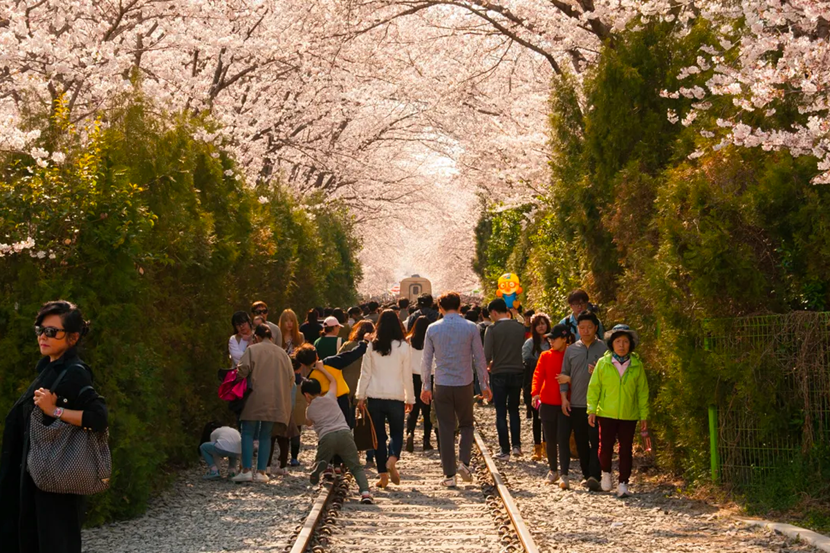 2025 釜山 鎮海軍港節 交通資訊 鎮海軍港賞花時間 櫻花 鎮海櫻花