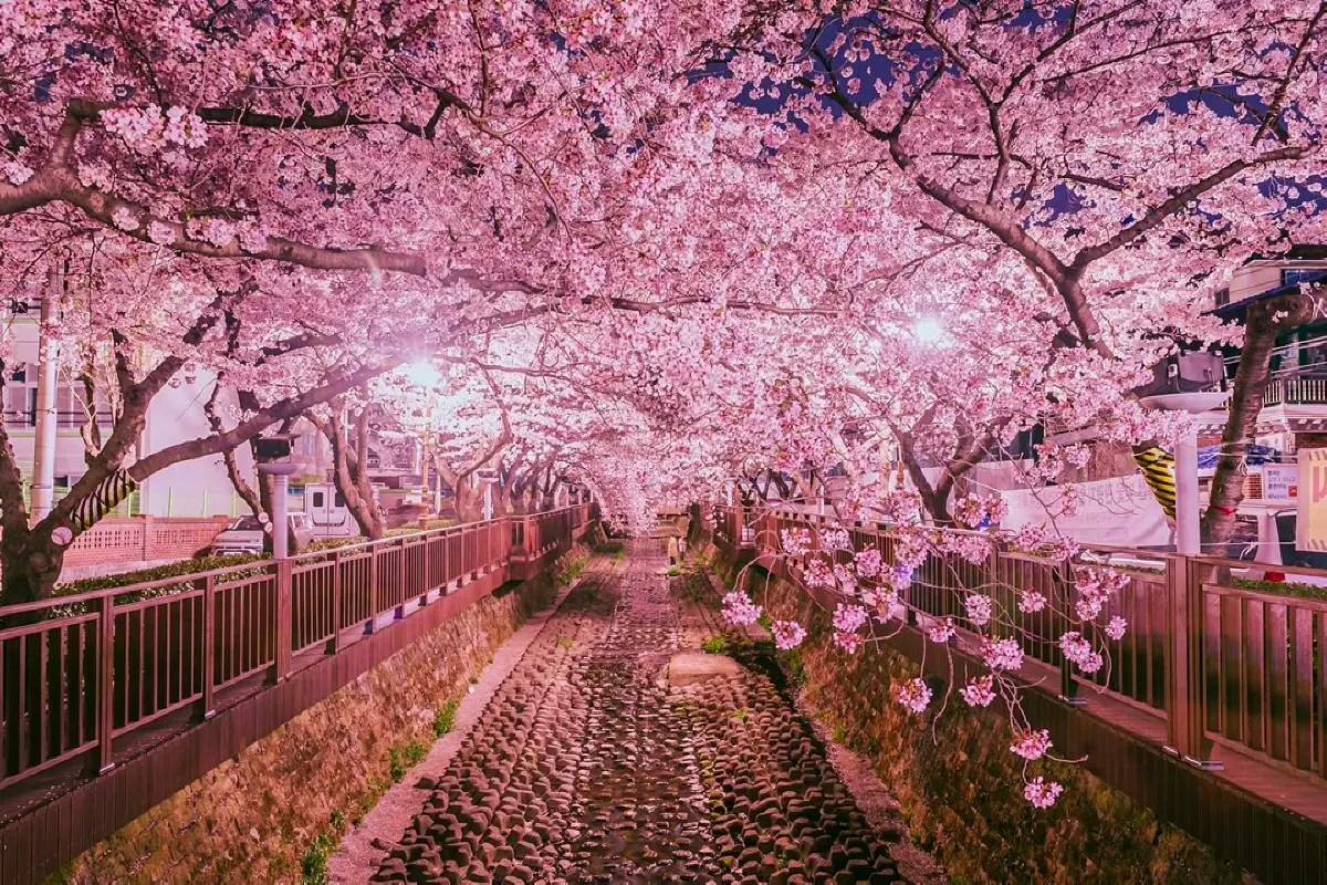 2025 釜山 鎮海軍港節 交通資訊 鎮海軍港賞花時間 櫻花 鎮海櫻花