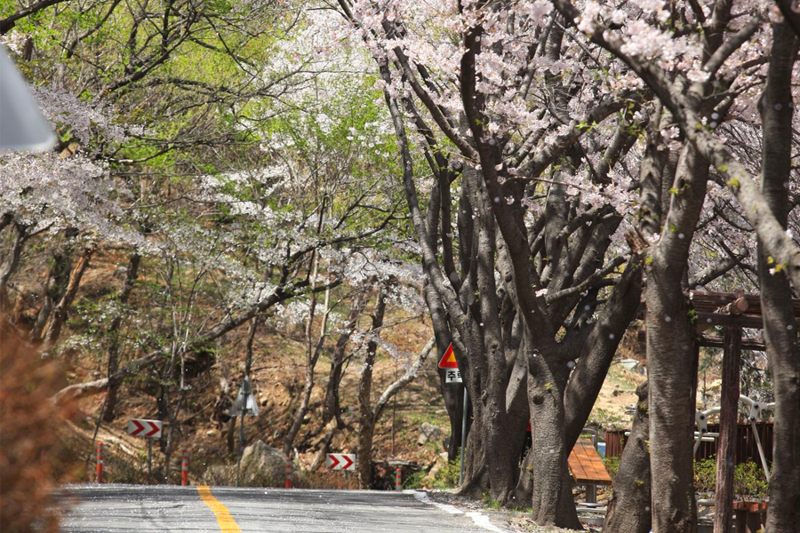 2025 釜山 鎮海軍港節 交通資訊 鎮海軍港賞花時間 櫻花 鎮海櫻花