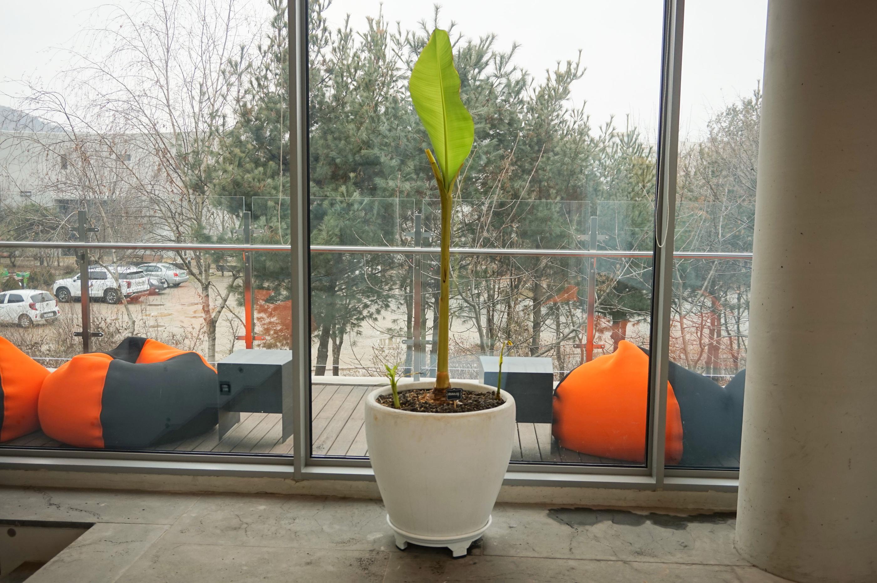 Geradliniges und zeitgemäßes Design des Treppen- und Sitzbereichs im GARDENUS Café in Paju.