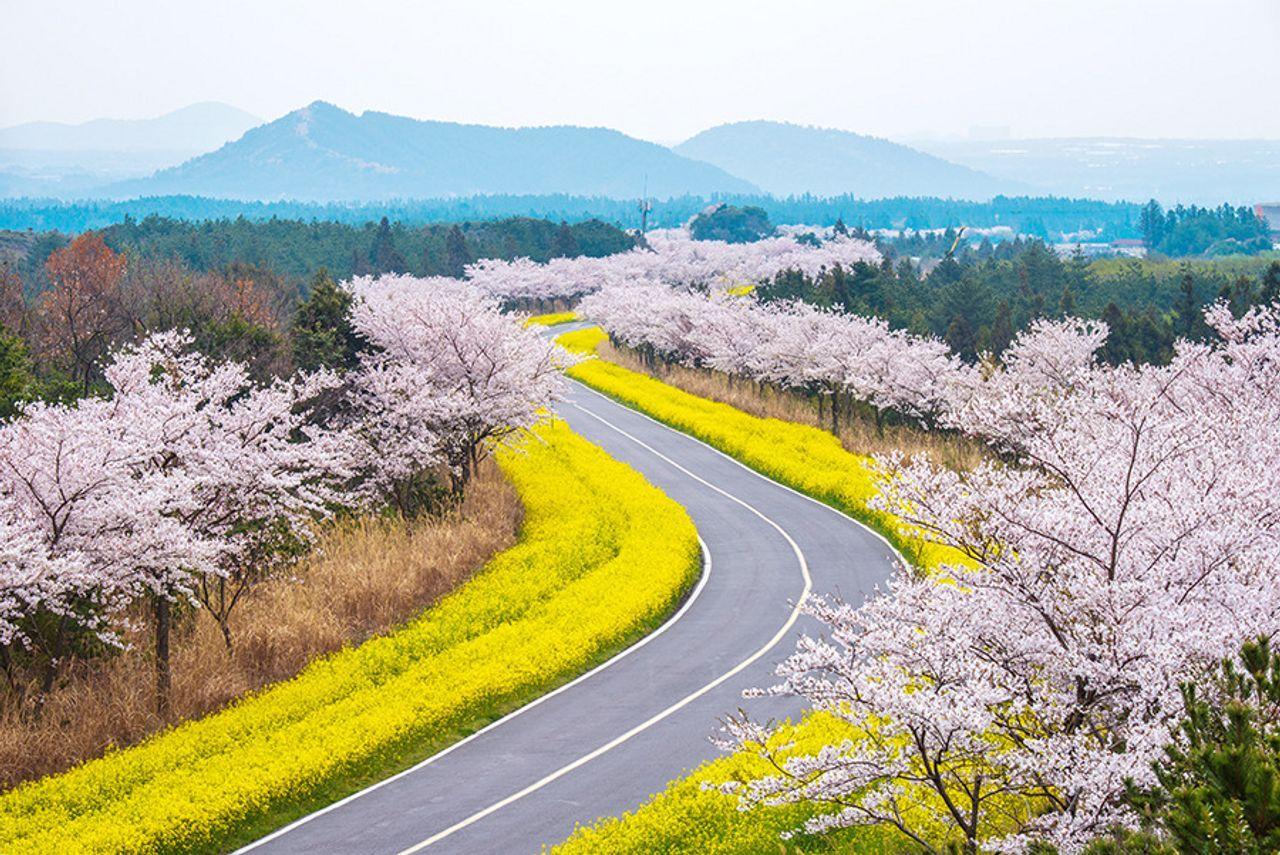 Jeju Cherry Blossom & Canola Flower Tour