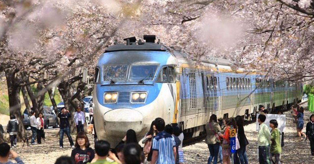プサン 桜祭り｜鎮海(ジンへ)軍港祭桜祭り開催時期について