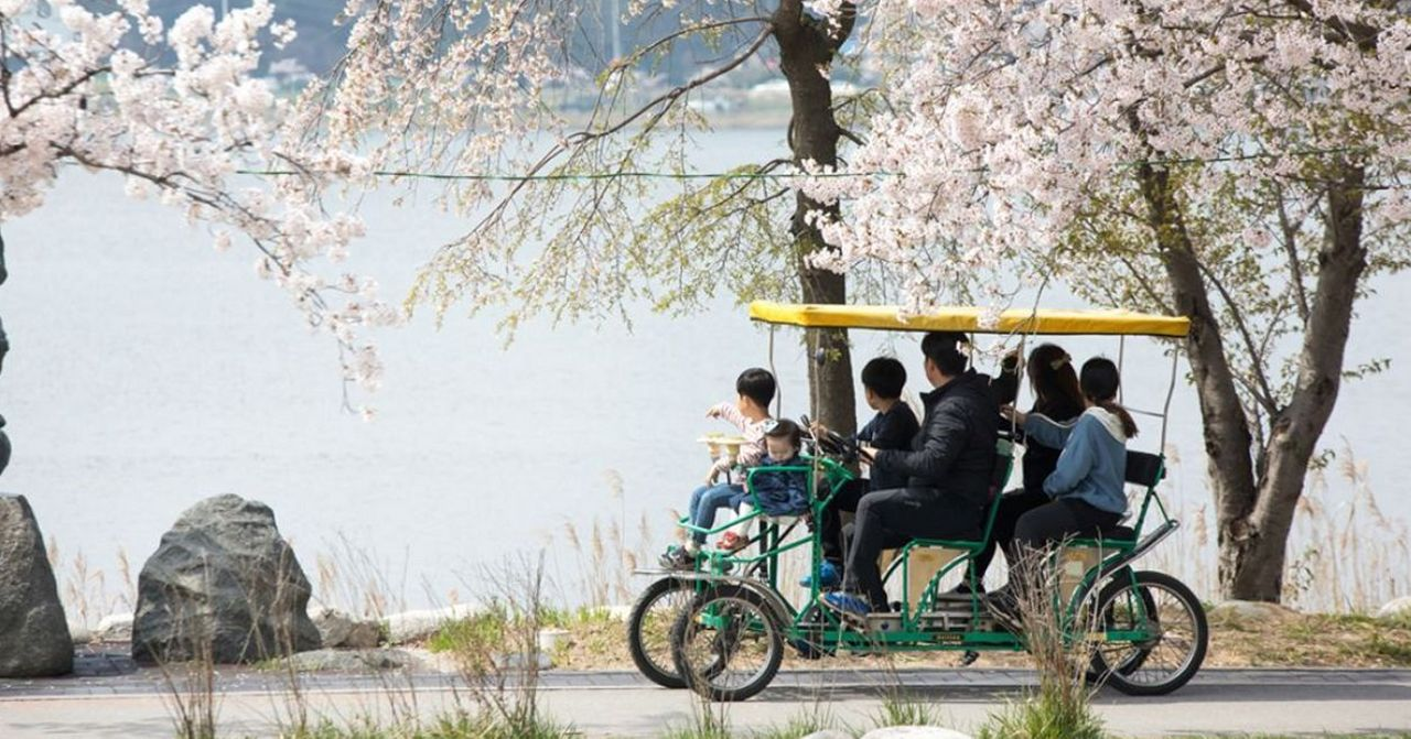 櫻花季節，家庭騎行自行車，享受韓國春天的櫻花景色。