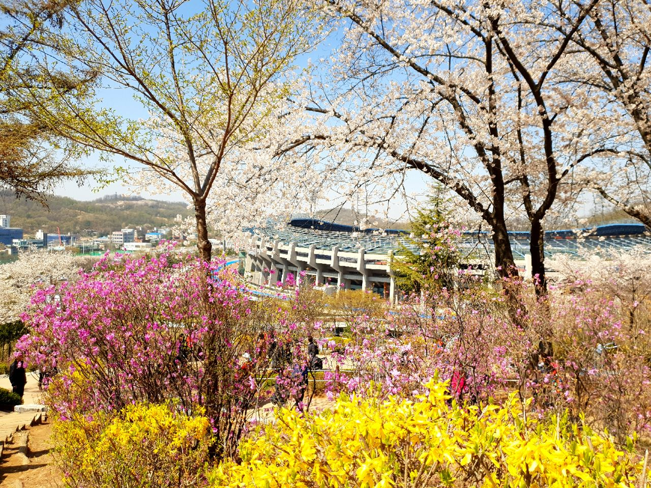 仁川 お花見 桜 お花見ツアー インチョン 桜の名所 韓国旅行