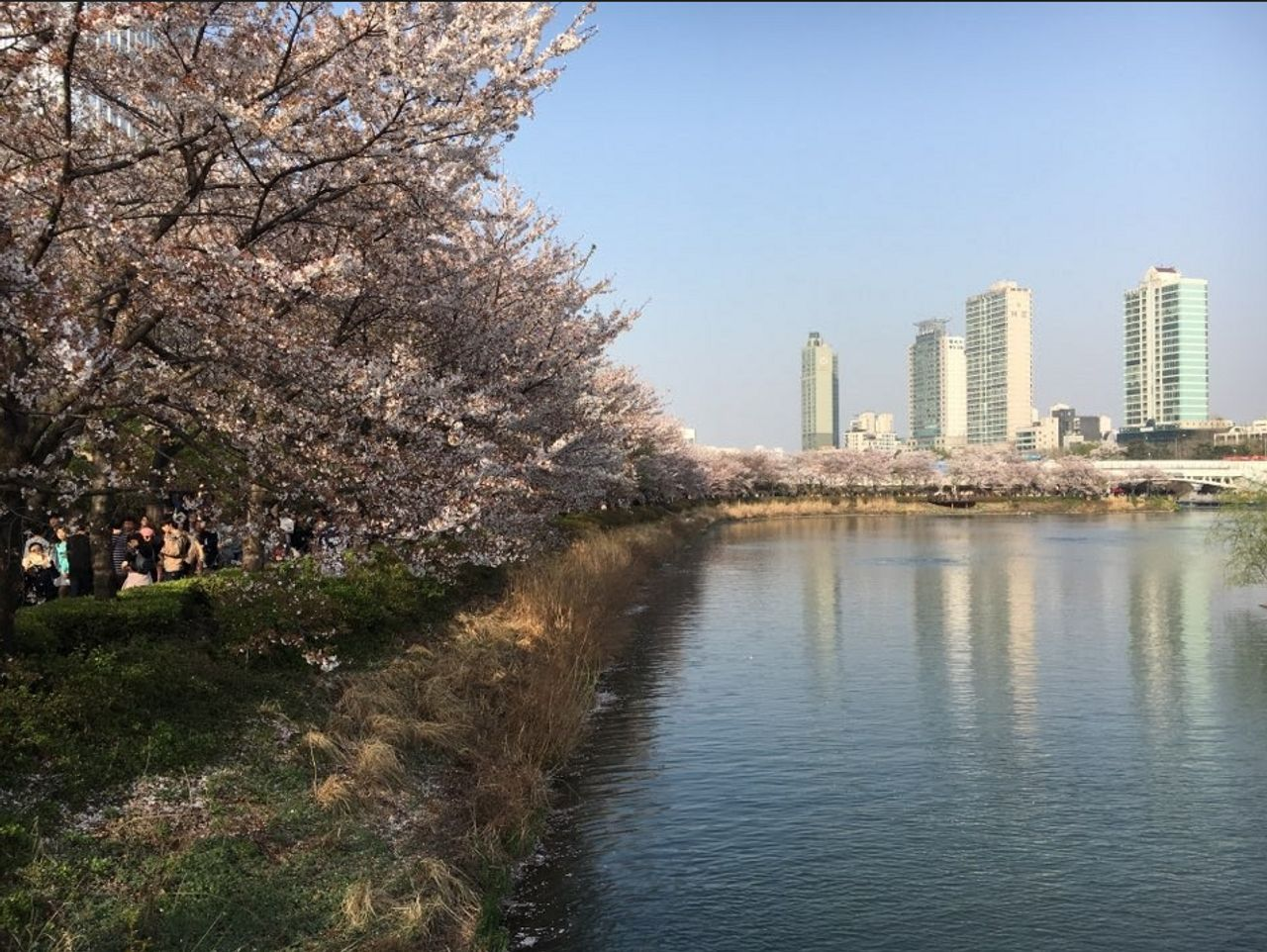 仁川 お花見 桜 お花見ツアー インチョン 桜の名所 韓国旅行
