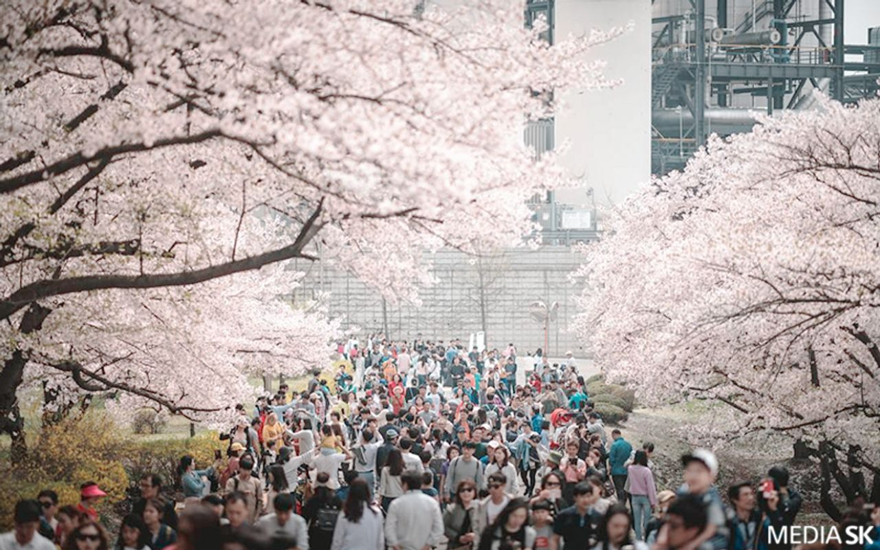 仁川 お花見 桜 お花見ツアー インチョン 桜の名所 韓国旅行