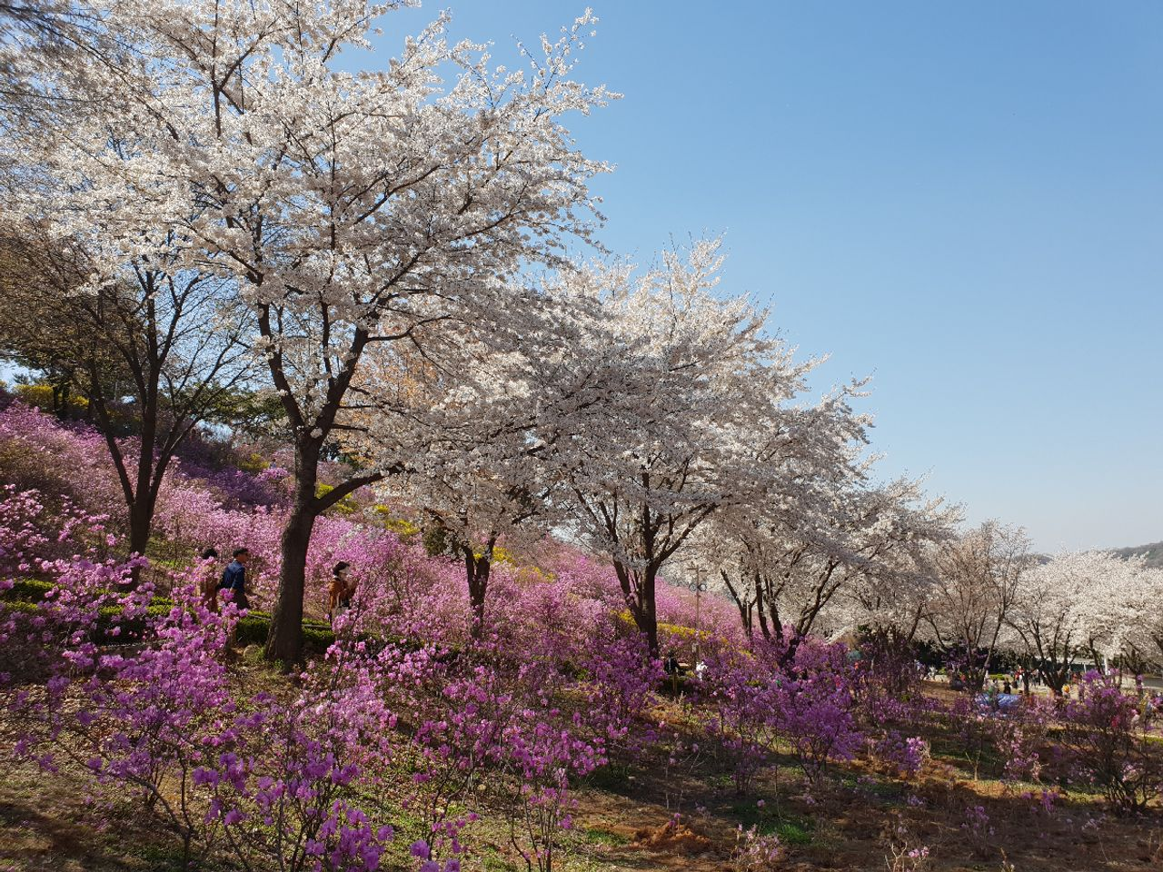 仁川 お花見 桜 お花見ツアー インチョン 桜の名所 韓国旅行