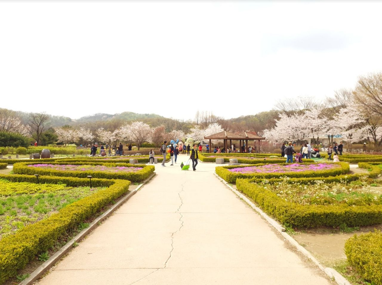 仁川 お花見 桜 お花見ツアー インチョン 桜の名所 韓国旅行