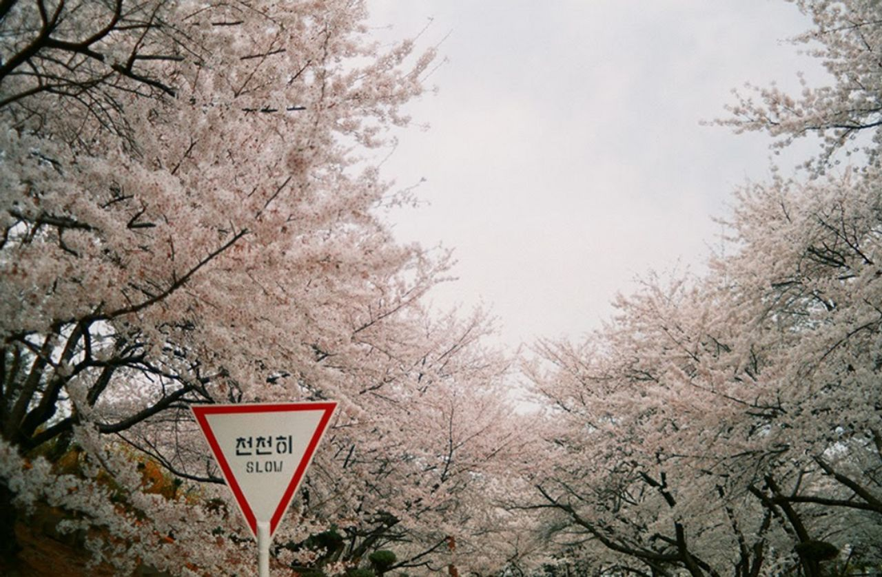 仁川 お花見 桜 お花見ツアー インチョン 桜の名所 韓国旅行