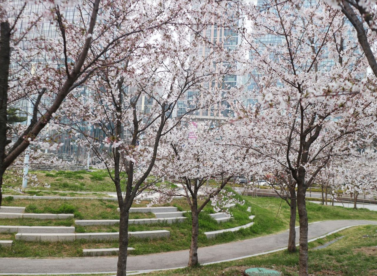 仁川 お花見 桜 お花見ツアー インチョン 桜の名所 韓国旅行