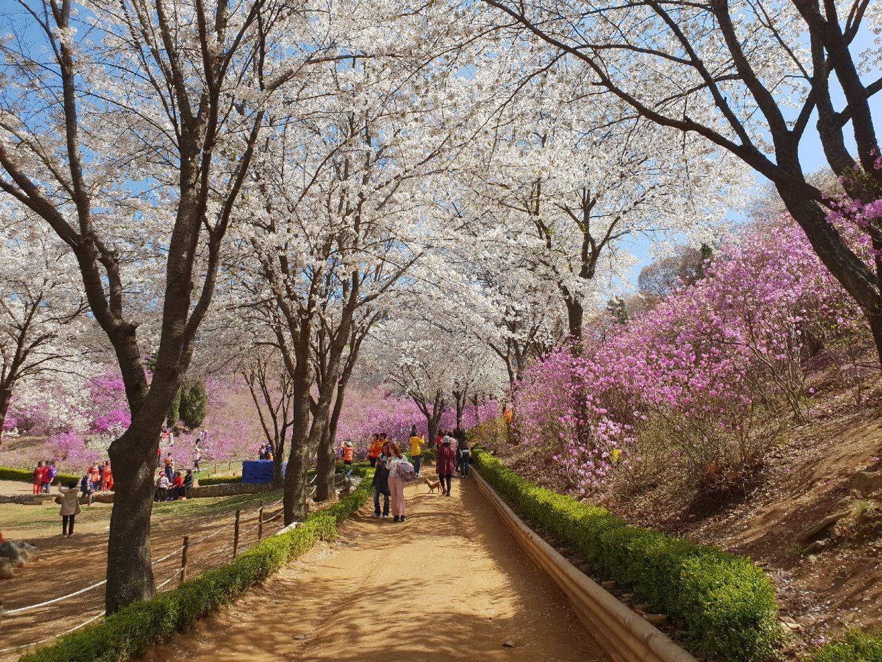 仁川 春のお花見ツアーのシーン。桜の木が満開で、ツツジが美しい。ウォンミ山でのツアー客が散策している様子。活気あふれる春の自然を楽しんでいる風景。