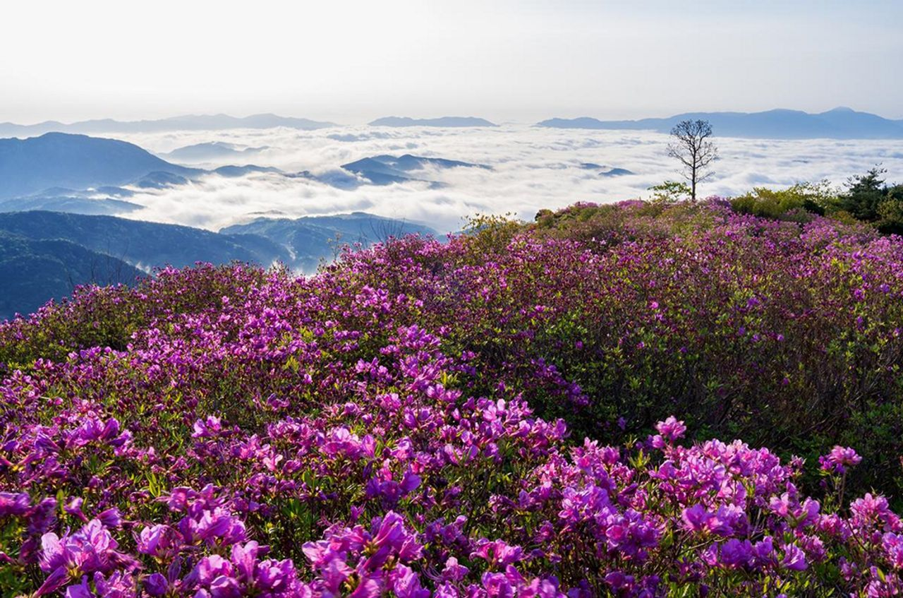 ファンメサンつつじ祭りツアー、黄梅山ツアー、つつじ祭り、お花見、韓国お花見、韓国絶景、晋州城、チンジュソン、無盡亭、ムジンジョン、プサンツアー、プサンお花見、一日ツアー