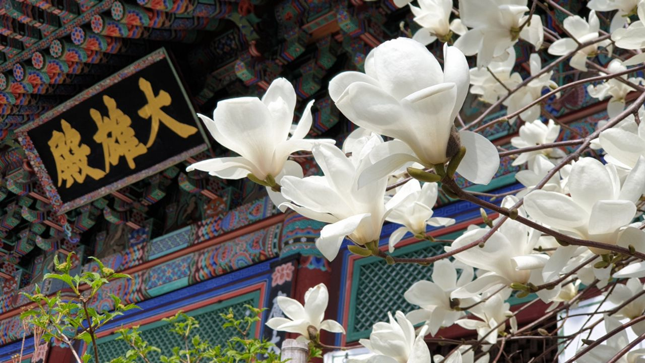 韓国お花見、プサンお花見、桜の名所、一日ツアー、ハドン旅行、お花見ツアー、プサン桜、プサン旅行、ハドン桜ツアー、絶景、十里桜並木、花開市場、韓国伝統市場