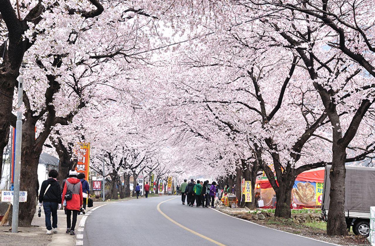 ハドン桜ツアー  内容