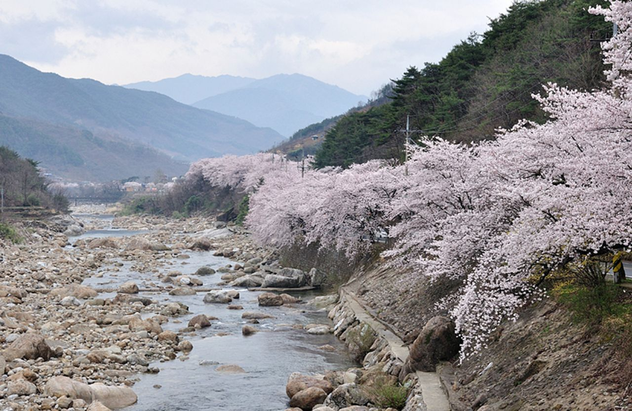 韓国お花見、プサンお花見、桜の名所、一日ツアー、ハドン旅行、お花見ツアー、プサン桜、プサン旅行、ハドン桜ツアー、絶景、十里桜並木、花開市場、韓国伝統市場
