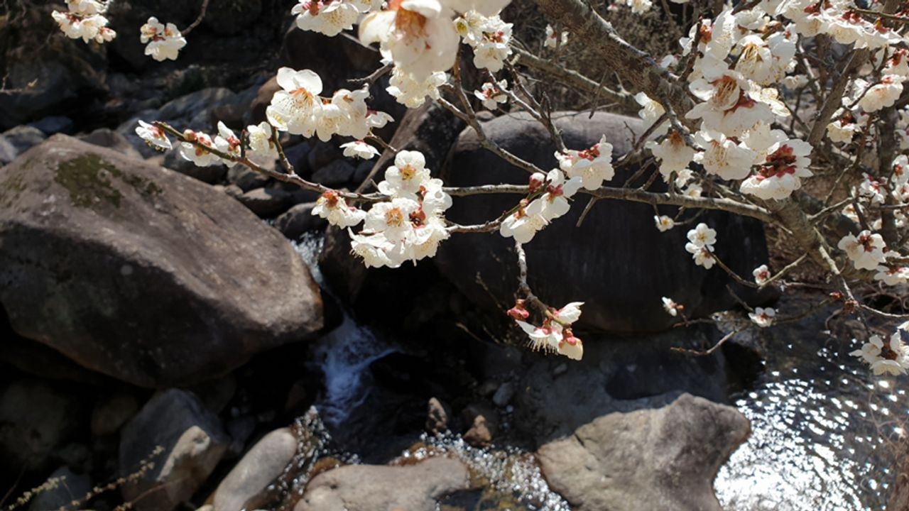 韓国お花見、プサンお花見、桜の名所、一日ツアー、ハドン旅行、お花見ツアー、プサン桜、プサン旅行、ハドン桜ツアー、絶景、十里桜並木、花開市場、韓国伝統市場