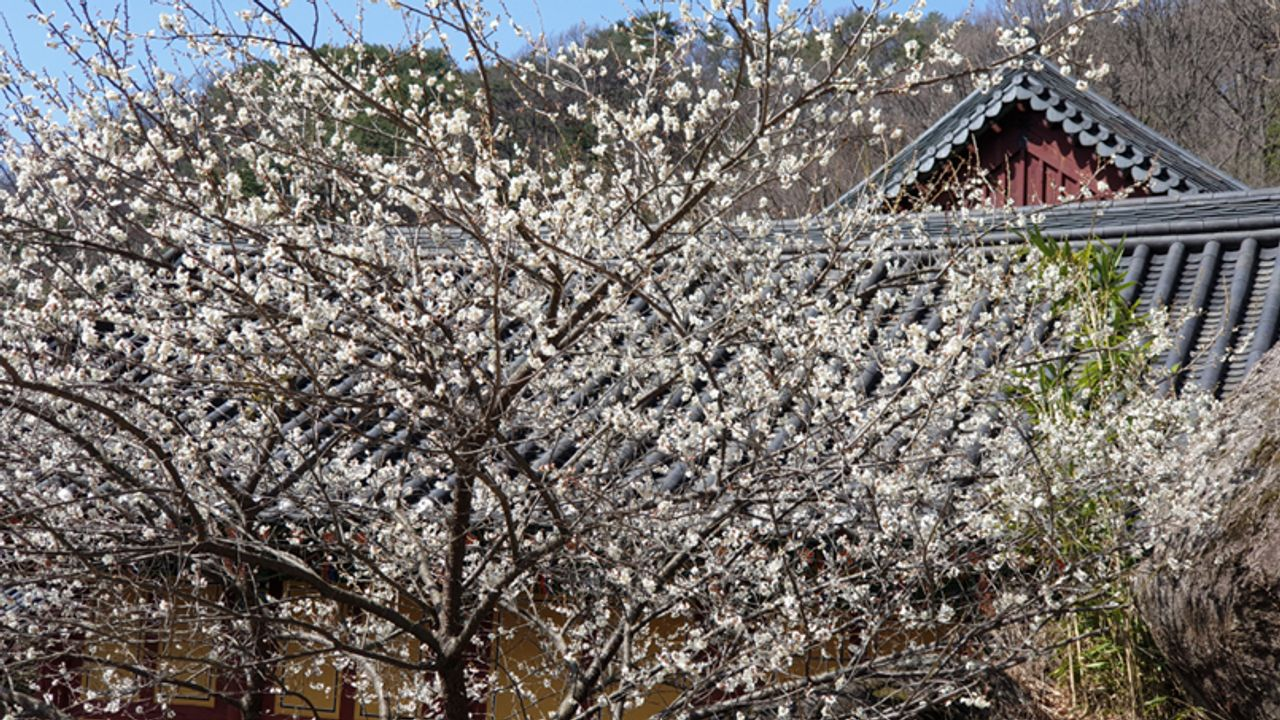 韓国お花見、プサンお花見、桜の名所、一日ツアー、ハドン旅行、お花見ツアー、プサン桜、プサン旅行、ハドン桜ツアー、絶景、十里桜並木、花開市場、韓国伝統市場