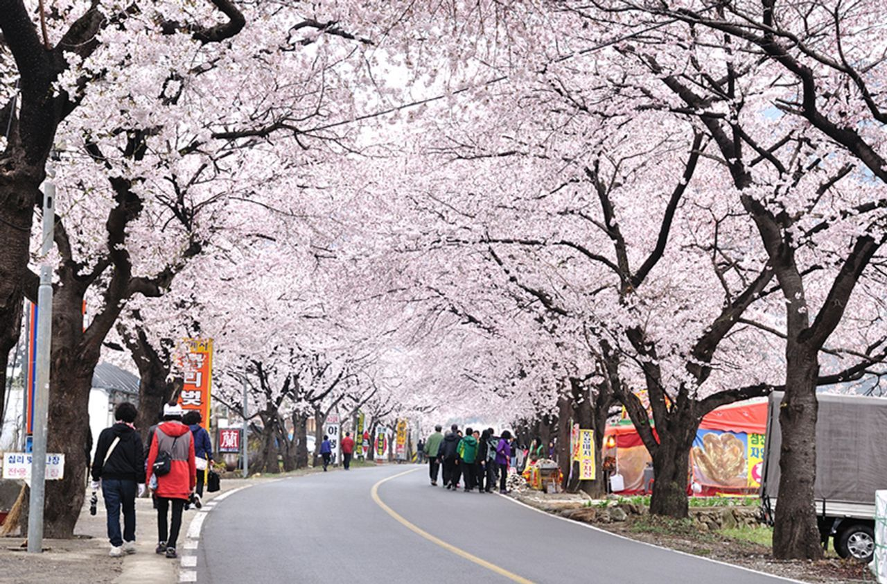 韓国お花見、プサンお花見、桜の名所、一日ツアー、ハドン旅行、お花見ツアー、プサン桜、プサン旅行、ハドン桜ツアー、絶景、十里桜並木、花開市場、韓国伝統市場