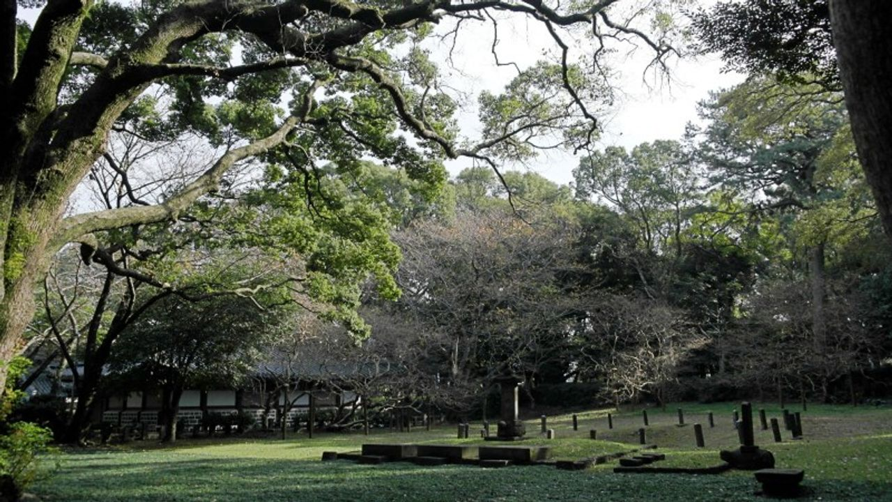 済州お花見、チェジュ観光、チェジュ絶景、チェジュの桜&菜の花ツアー、チェジュツアー、チェジュ一日ツアー、チェジュ旅行