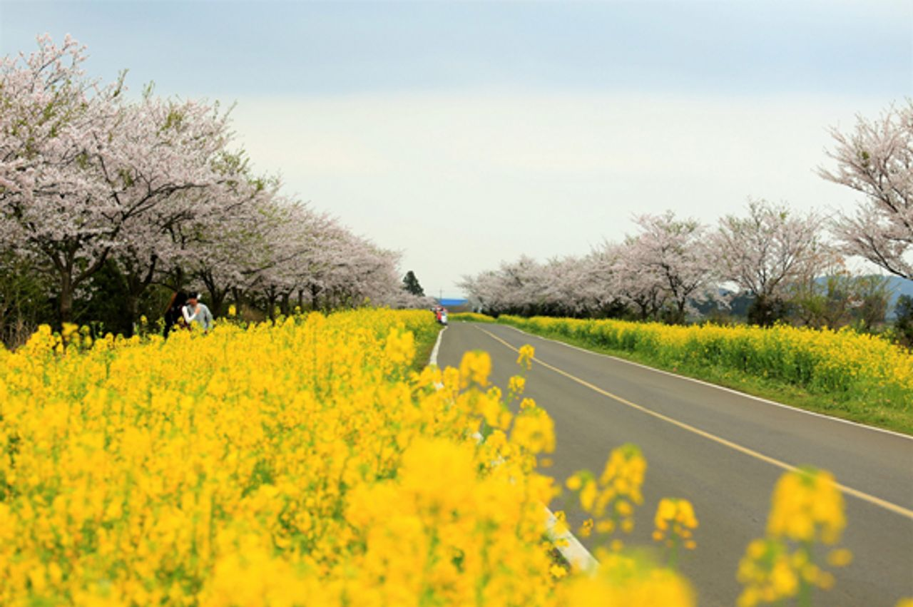 済州お花見、チェジュ観光、チェジュ絶景、チェジュの桜&菜の花ツアー、チェジュツアー、チェジュ一日ツアー、チェジュ旅行