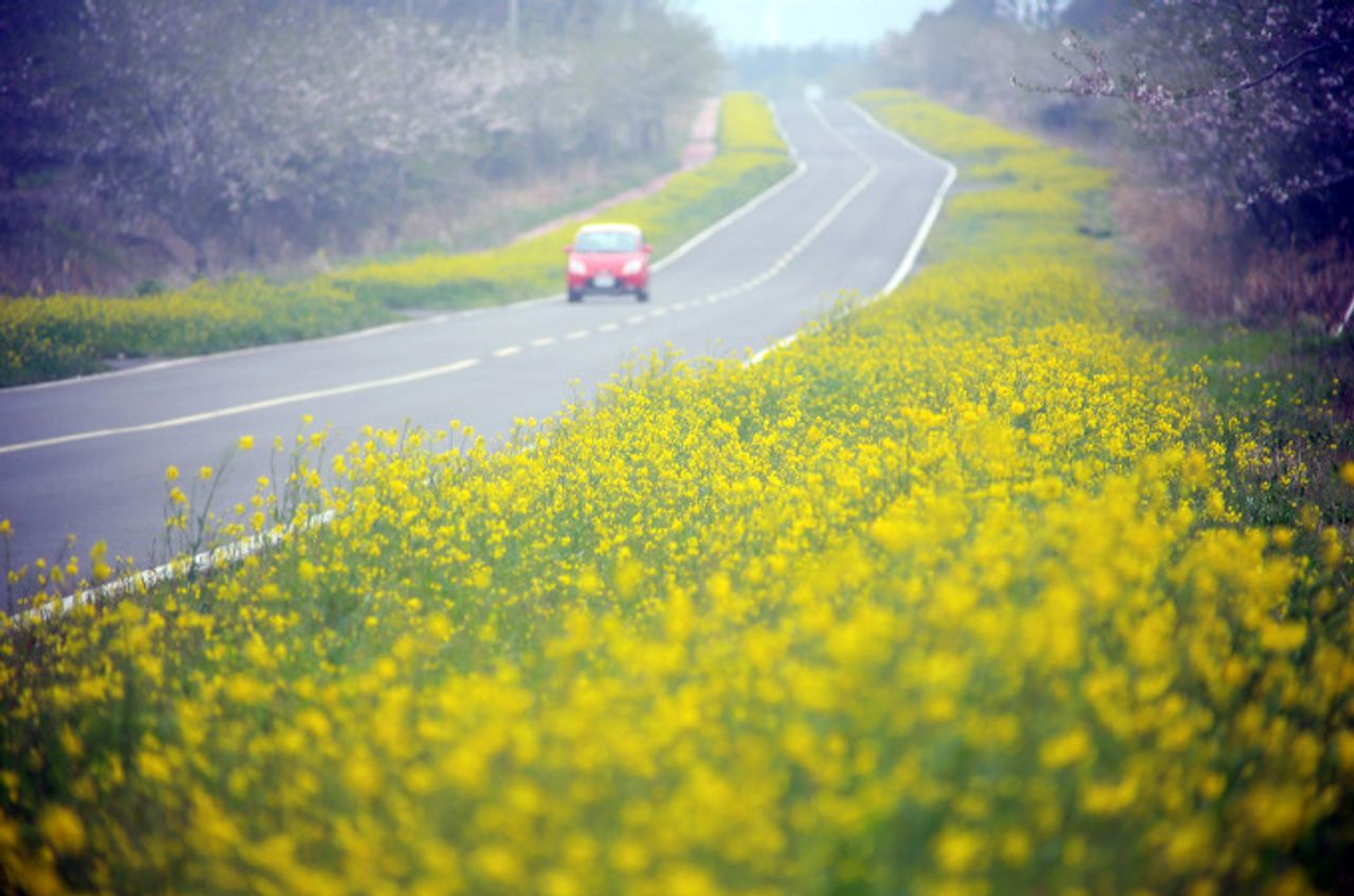 済州お花見、チェジュ観光、チェジュ絶景、チェジュの桜&菜の花ツアー、チェジュツアー、チェジュ一日ツアー、チェジュ旅行