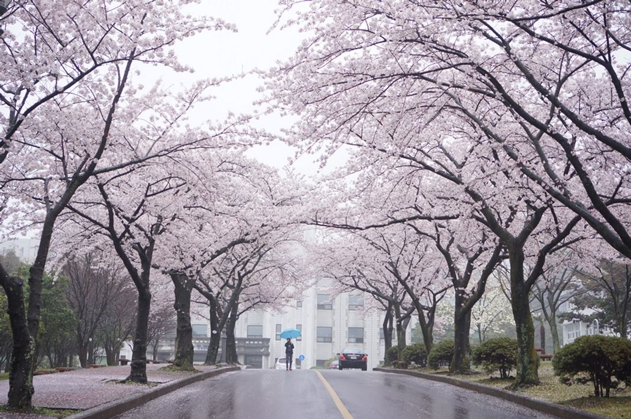 済州お花見、チェジュ観光、チェジュ絶景、チェジュの桜&菜の花ツアー、チェジュツアー、チェジュ一日ツアー、チェジュ旅行