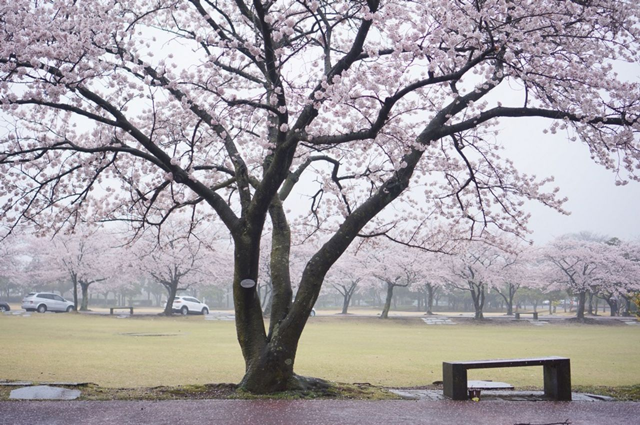 済州お花見、チェジュ観光、チェジュ絶景、チェジュの桜&菜の花ツアー、チェジュツアー、チェジュ一日ツアー、チェジュ旅行