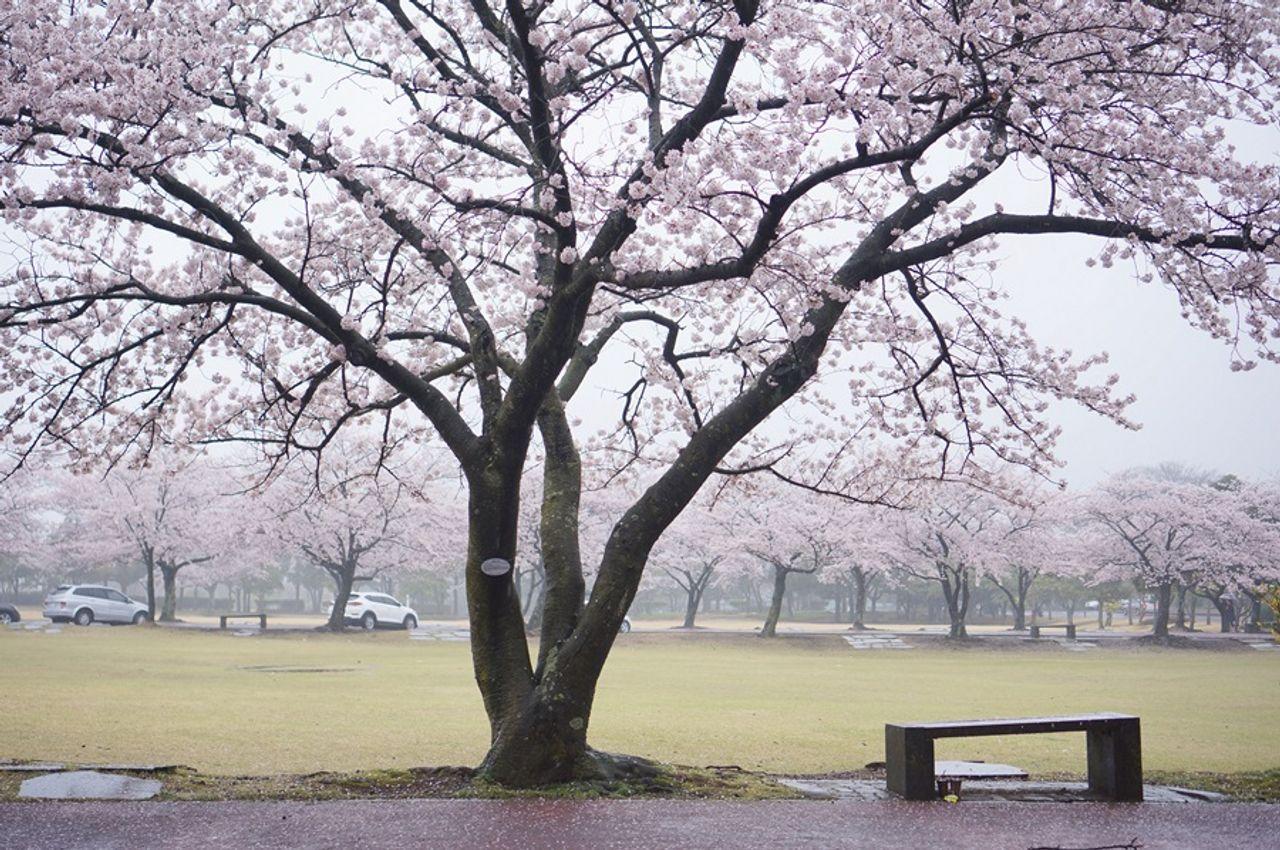 チェジュの桜＆菜の花ツアー  内容