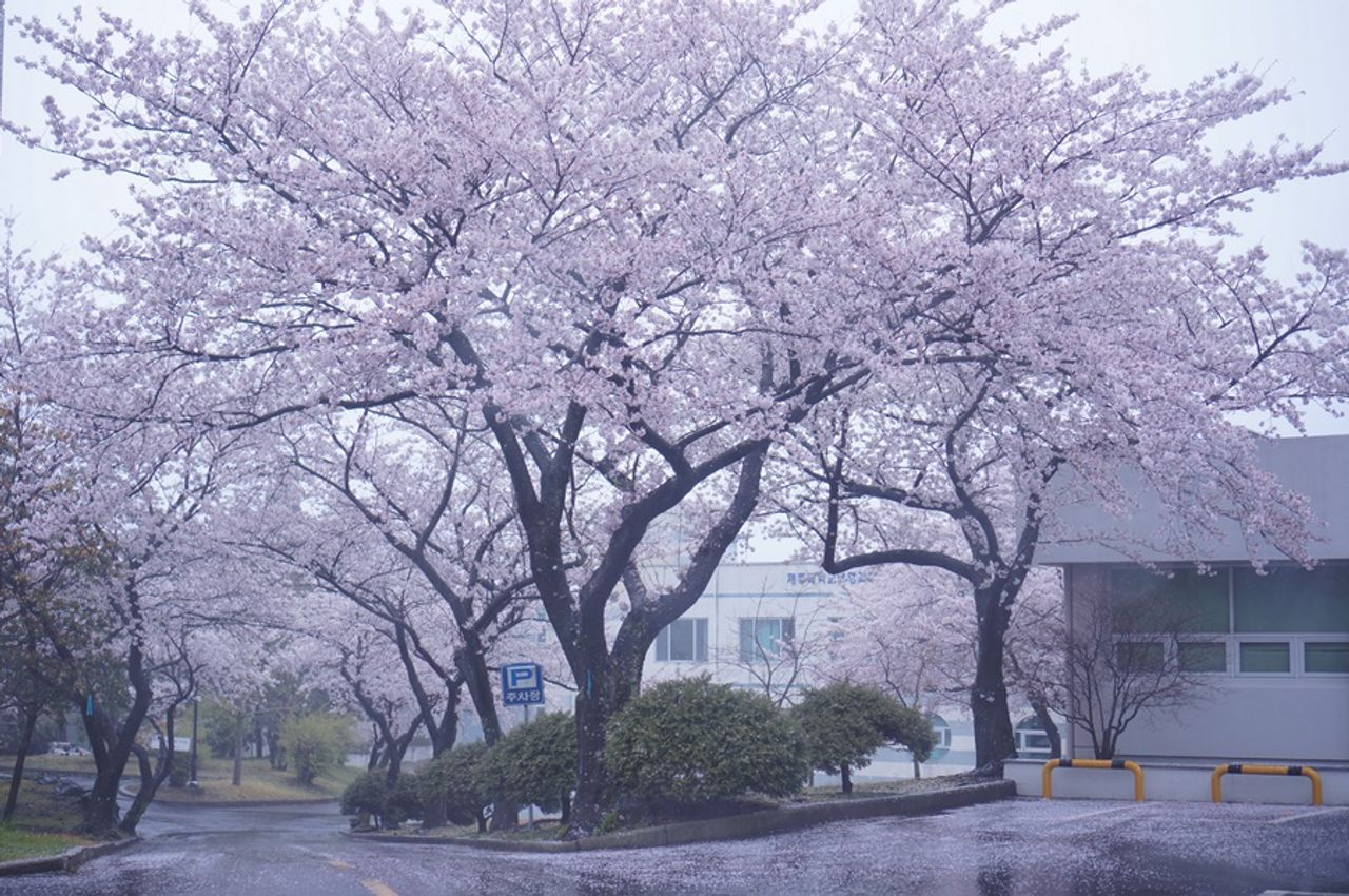 済州お花見、チェジュ観光、チェジュ絶景、チェジュの桜&菜の花ツアー、チェジュツアー、チェジュ一日ツアー、チェジュ旅行