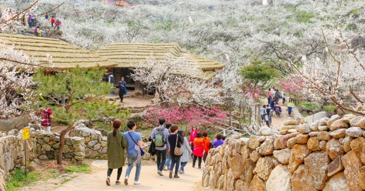 春暖真係會花開？57年嚟首次...釜山鎮海軍港節叫停，韓國經濟、觀光產業面臨未盡寒冬