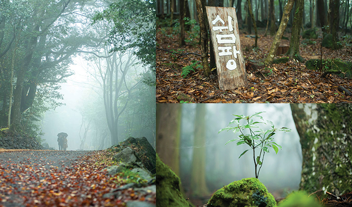 ป่าหมอกที่สวยงามในซ็อกวีโพ ฟอเรสต์ ออฟ ฮีลลิ่ง เกาะเชจู ต้นไม้และทางเดินโรแมนติก