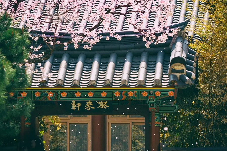 韓國春季 賞花 花卉種類 開花 2025