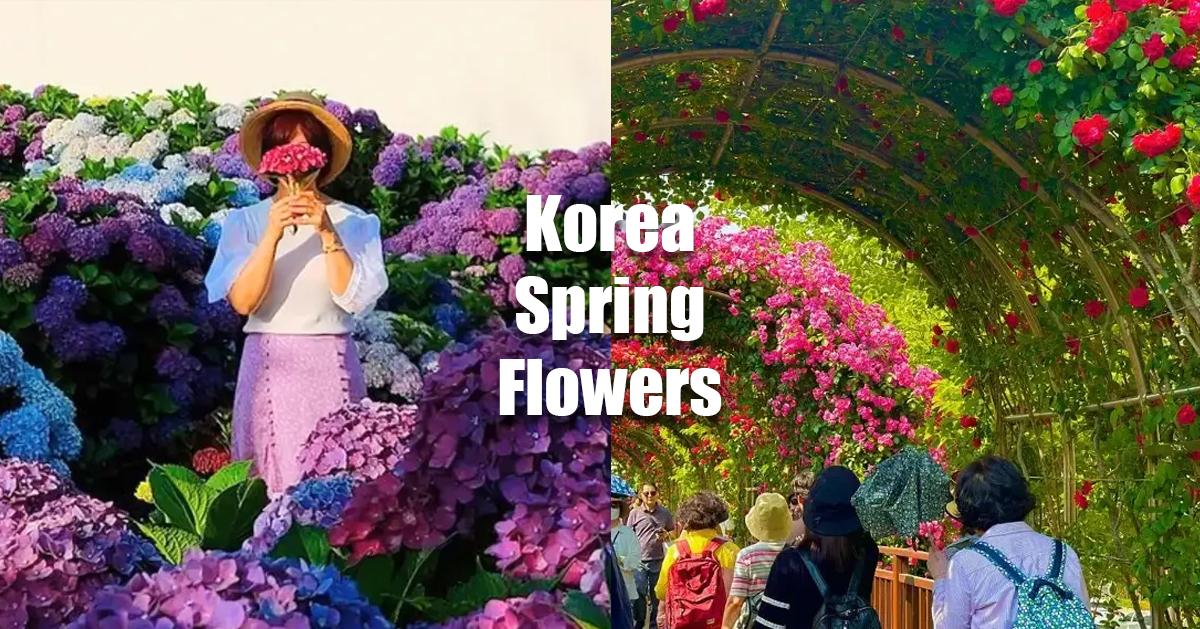 2025韓國春季賞花花期整理