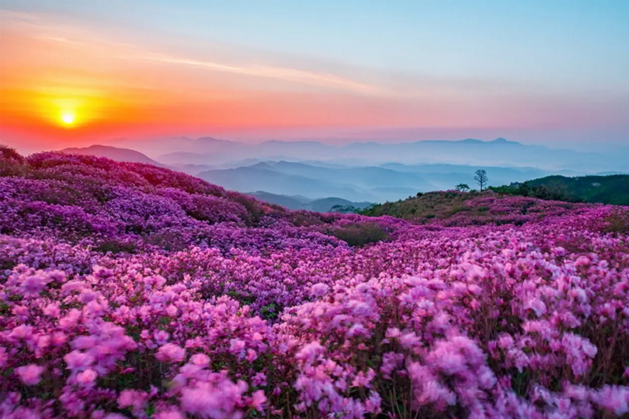 韓國春季 賞花 花卉種類 開花 2025