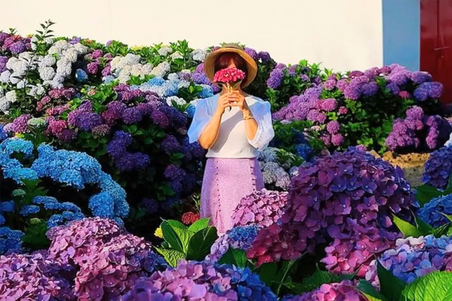 韓國春季 賞花 花卉種類 開花 2025