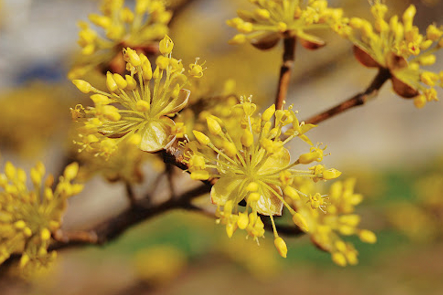 韓國春季 賞花 花卉種類 開花 2025