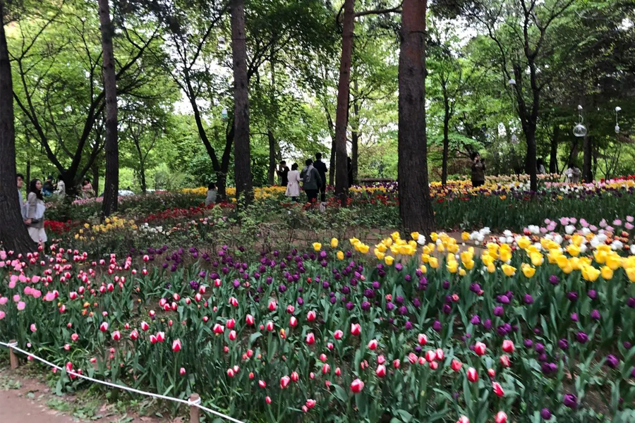 韓國春季 賞花 花卉種類 開花 2025