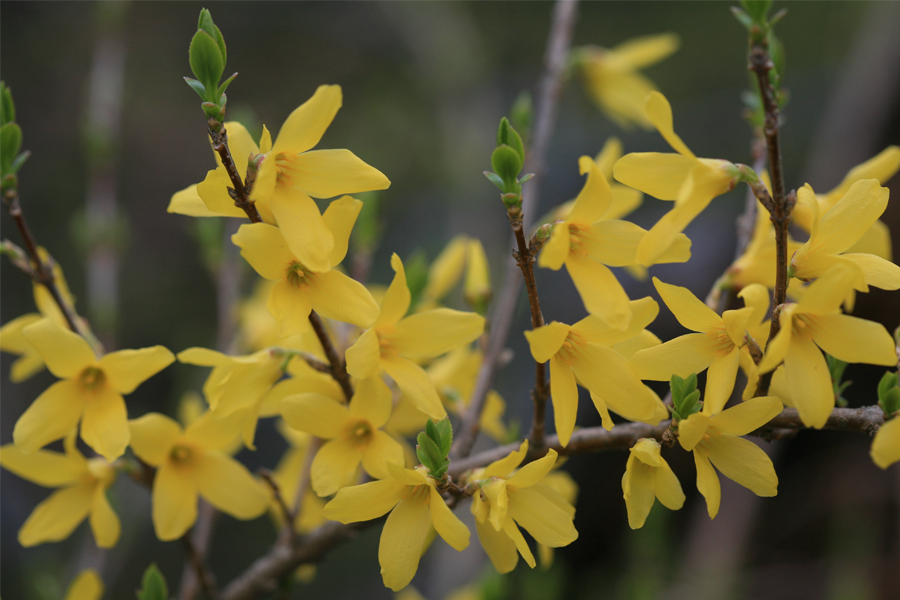 韓國春季 賞花 花卉種類 開花 2025