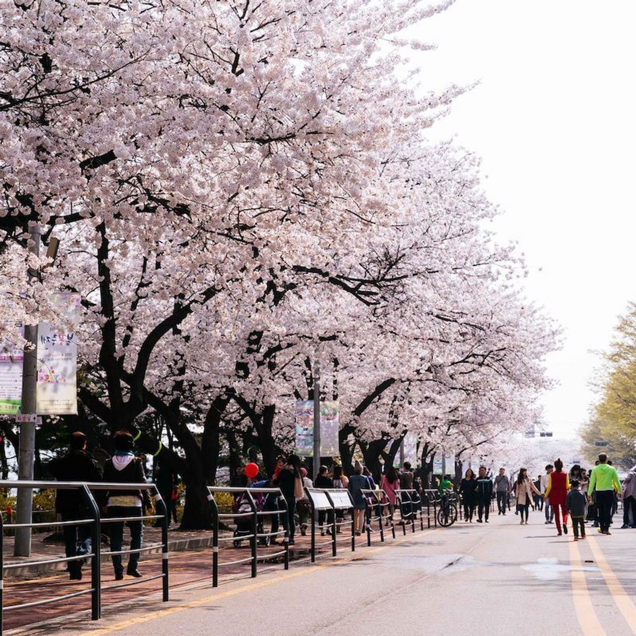 「為咗保護大家生命安全...」汝矣島櫻花節宣布取消！全韓國大部分春季慶典全喊停