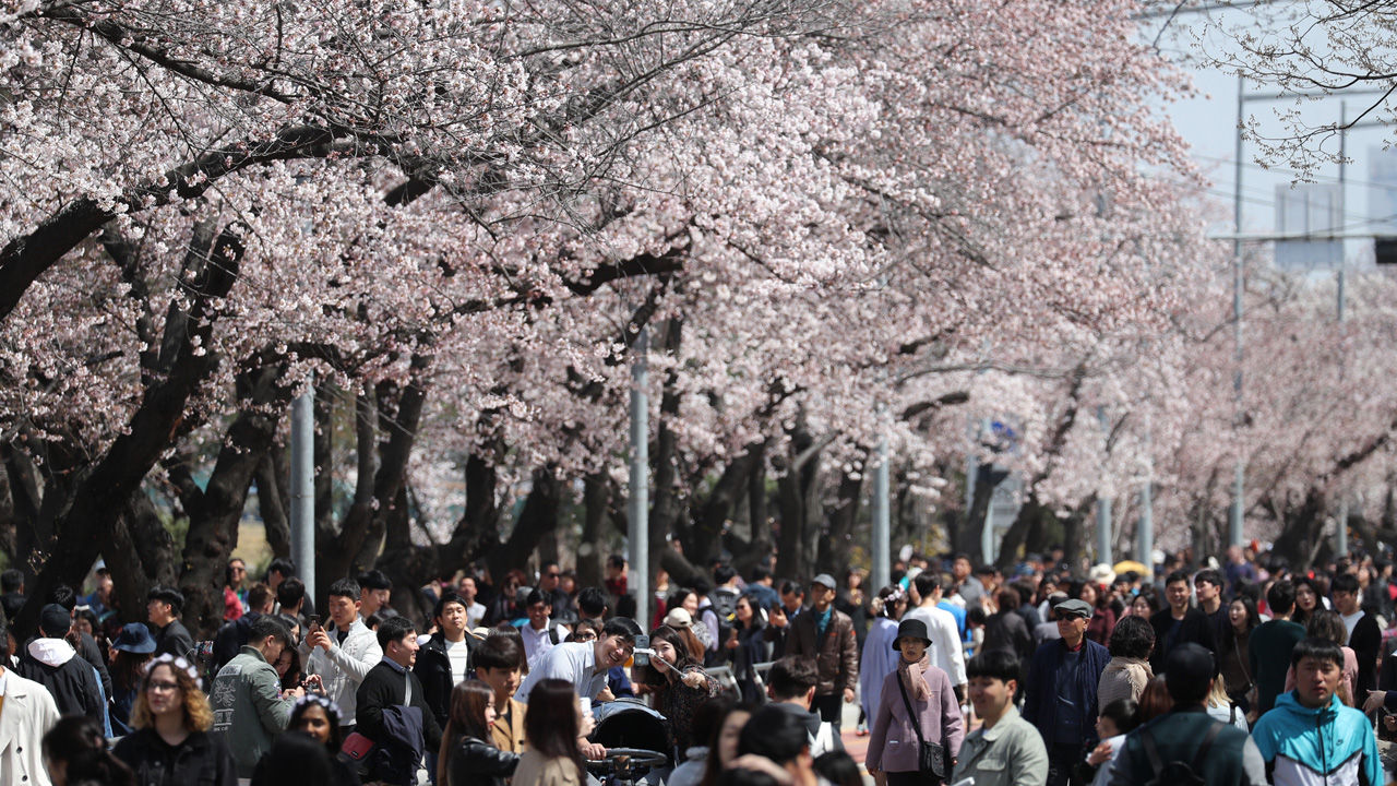 「為咗保護大家生命安全...」汝矣島櫻花節宣布取消！全韓國大部分春季慶典全喊停