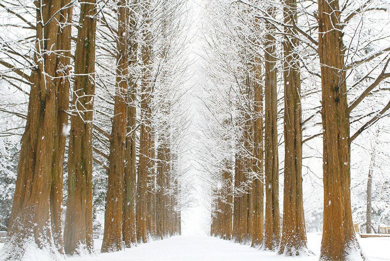 南怡島(ナミソム)&伝統醸造所一日ツアー 内容