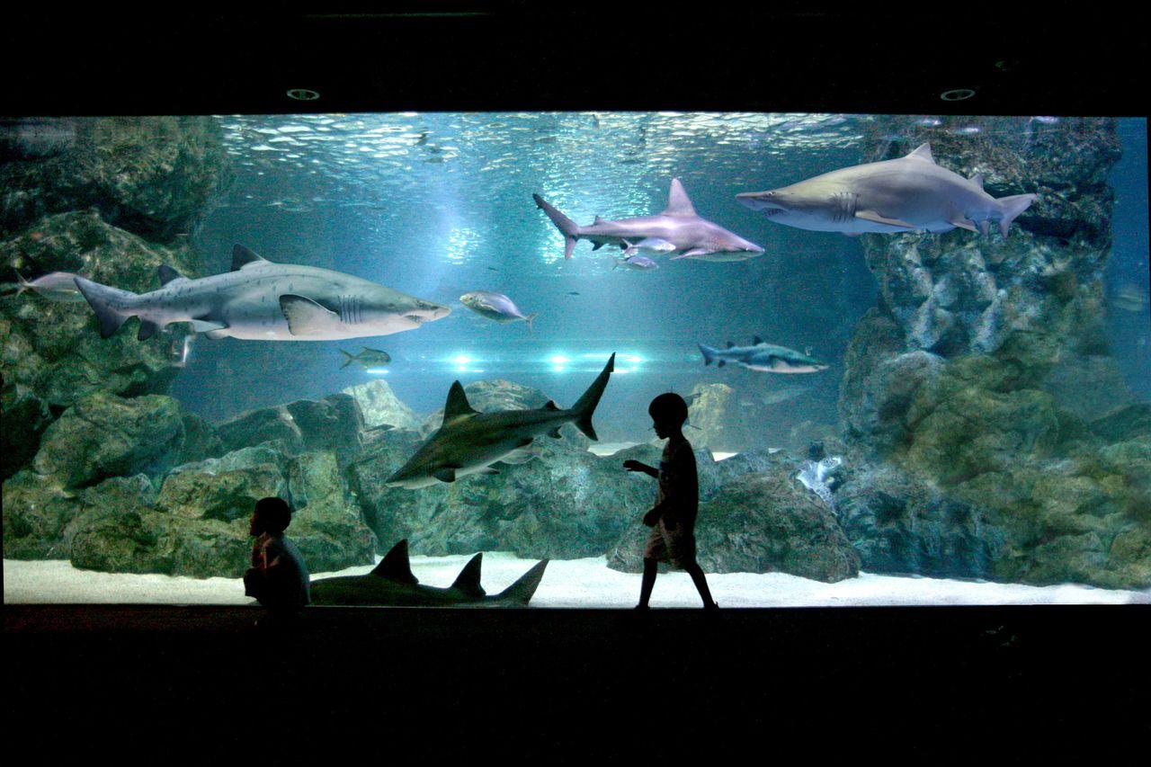   Coex PASS 内容紹介