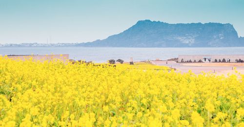 Jeju decides to dig out canola flower field to keep tourists away from local residents!