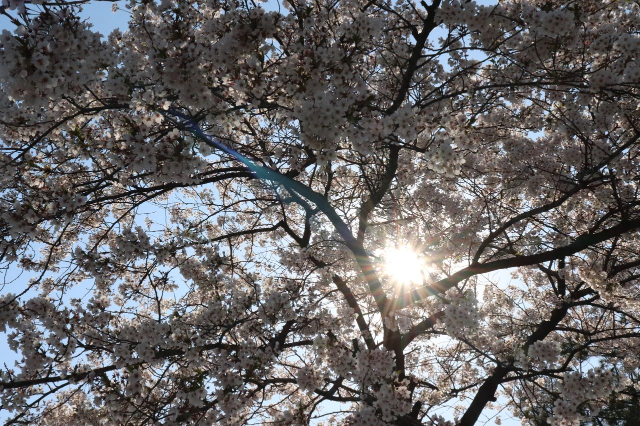 Romanticnic | Seonyudo, Picnic set rental that sets a mood of romance