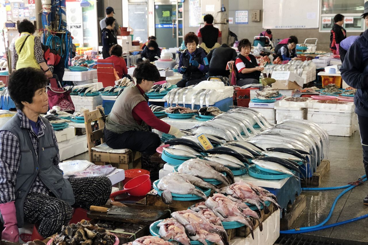 プサン ツアー｜浦項(ポハン)一日旅行、プサンツアー、浦項(ポハン)一日旅行、韓国ツアー、椿の花咲く頃、韓国ドラマ、韓ドラ、撮影地、日の出、絶景、自然の名所、韓国名所、韓国旅行、韓国観光、良洞マウル、浦項竹島マウル、虎尾串、ホミゴッ、ドラマのロケ地、韓国子連れ、ｖ